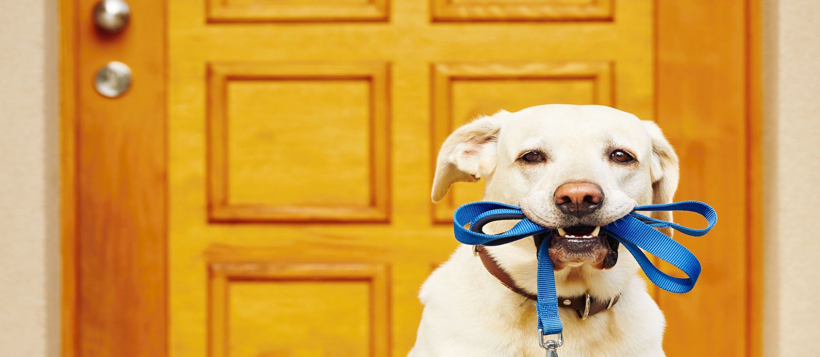 Labrador retriever with leash is waiting for walk.