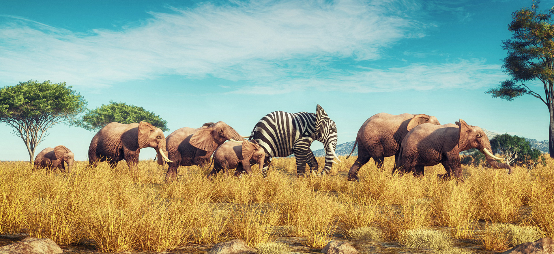 Several grey Elephants and one elephant with zebra skin in the middle