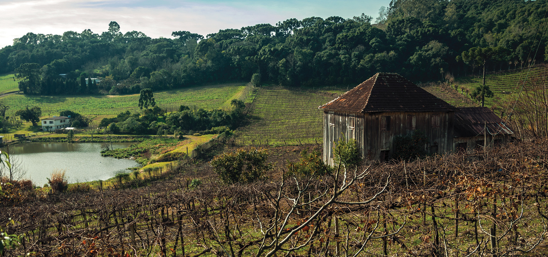 Trunks and vine branches with old farmhouse