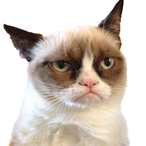 Grumpy cat
