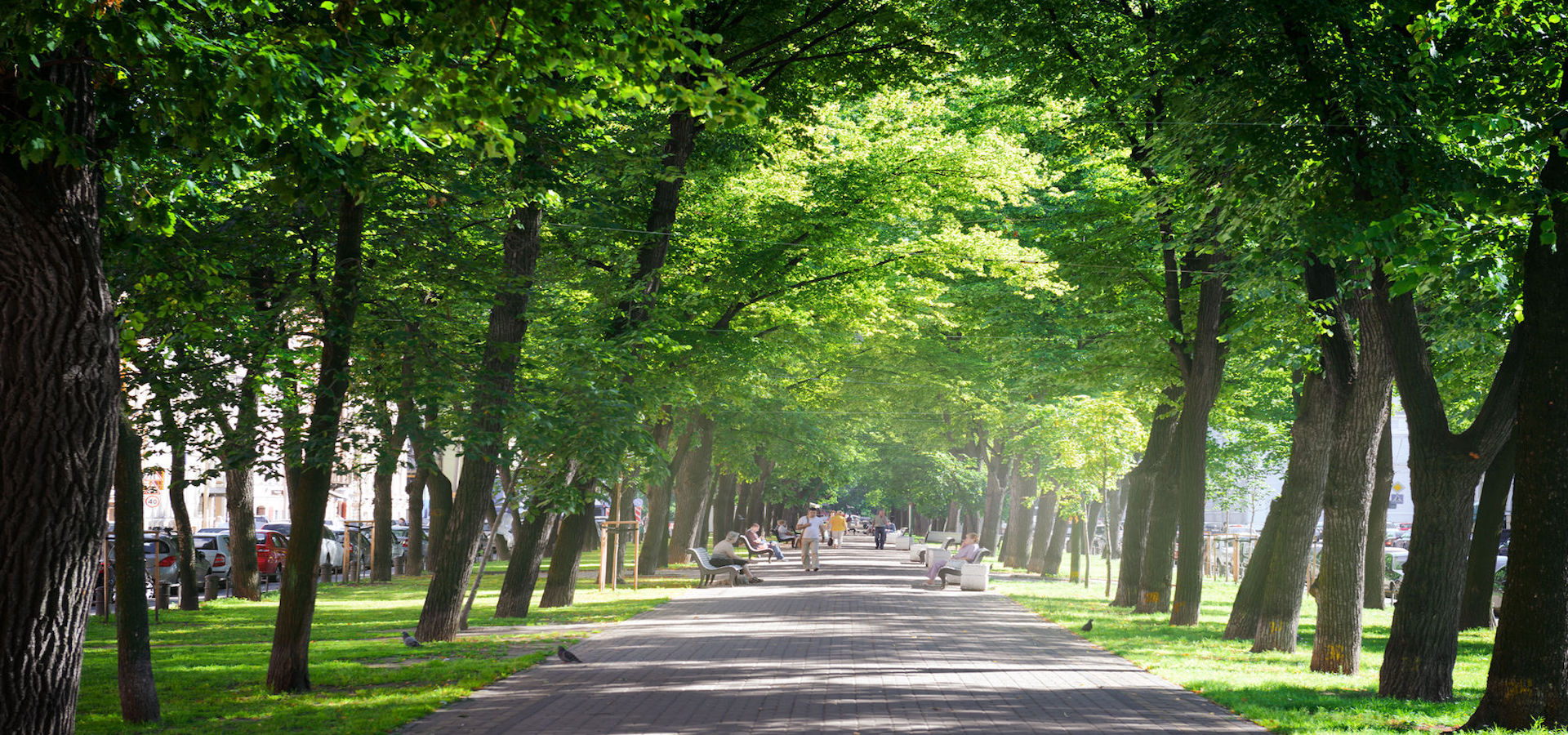 Green city park in sunny summer day