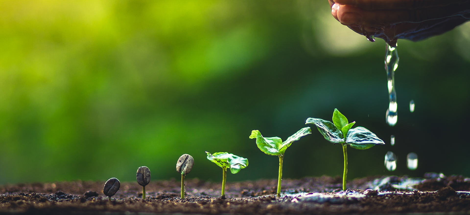Plant growing from seed
